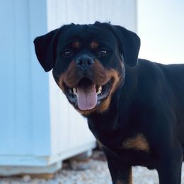 Tina - Rottweiler
