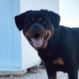 Tina - Rottweiler