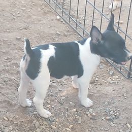 Grace - White black and tan female Rat Terrier puppy in Harbison Canyon, California from Manumit Rat Terriers