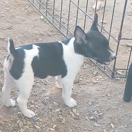 Grace - White black and tan female Rat Terrier puppy in Harbison Canyon, California from Manumit Rat Terriers