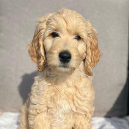 Orange - Apricot male Goldendoodle puppy in Maryville, Tennessee from Twin City Doodles