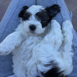 Maltipoo Puppies from Sunshine’s Maltipoo’s