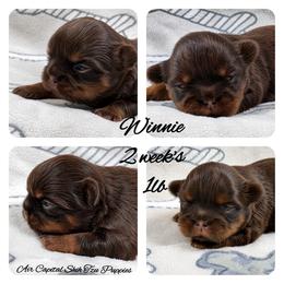 Winnie - Red female Shih Tzu puppy in Maize, Kansas from Air Capital Shih Tzu Puppies