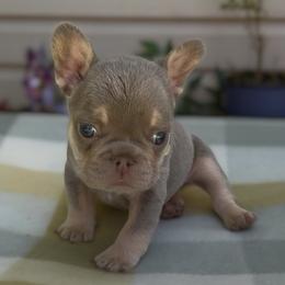 Eddie - Tricolors male French Bulldog puppy in Spokane, Washington from Lilac City Frenchies