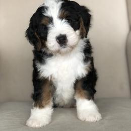 Bernedoodle Puppies from Sweet Pea Bernedoodles