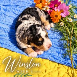 Winston - Blue merle male Bernedoodle puppy in Burbank, Ohio from Berns & Doodles