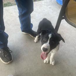 Vinny - Black and white male Border Collie puppy in Colorado Springs, Colorado from Bob & Donette's Border Collies