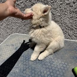 Boy 1 - White male German Shepherd puppy in Pahrump, Nevada from Baca's German Shepherds