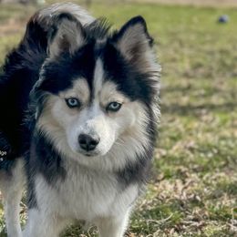 Piper - Pomsky