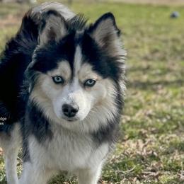 Piper - Pomsky