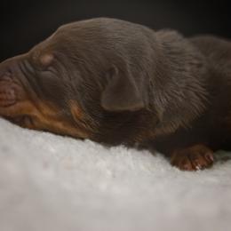 Doberman Pinscher Puppies from Warsong Dobermann