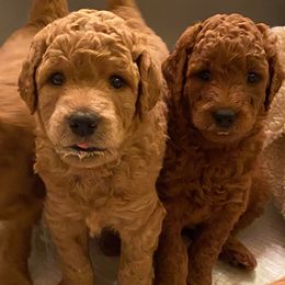 Labradoodle Puppies from LaRue's Labradoodles