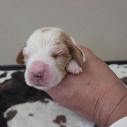 Ava - Red and white female Basset Hound puppy in Denison, Texas from Emma Lou's Baby Bassets