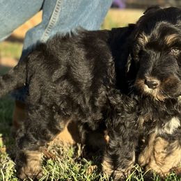 Girl 5 - Tri-color Bernedoodle puppy in Yatesville, Georgia from High Hopes Doodles
