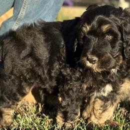 Girl 5 - Tri-color Bernedoodle puppy in Yatesville, Georgia from High Hopes Doodles