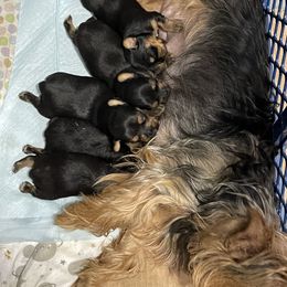 Yorkshire Terrier Puppies from K’s Yorkies