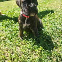 Boxer Puppies from SmashBox Kennel