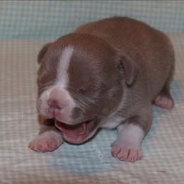 Girl 2 - Lilac female American Bully puppy in Dixon, Kentucky from Haymaker Bully Camp