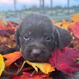 Martin - Chocolate male Labradoodle puppy in English, Indiana from Doodle Darlings