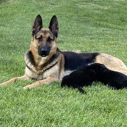 Riley - German Shepherd