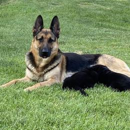 Riley - German Shepherd