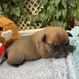 Surtr - Fawn and white male Staffordshire Bull Terrier puppy in Houston, Texas from Breaking Bad Staffords