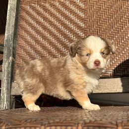 Ruby - Red merle female Toy Australian Shepherd puppy in Troy, South Carolina from Stockman Farms