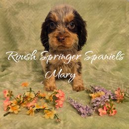 MARY (Girl 3) - Liver and white English Springer Spaniel puppy in Mobile, Alabama from Roush English Springer Spaniels