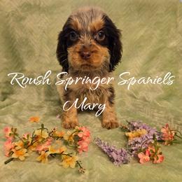 MARY (Girl 3) - Liver and white English Springer Spaniel puppy in Mobile, Alabama from Roush English Springer Spaniels
