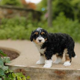 Billie - female Australian Mountain Doodle puppy in Dalton, Ohio from Haven Doodles