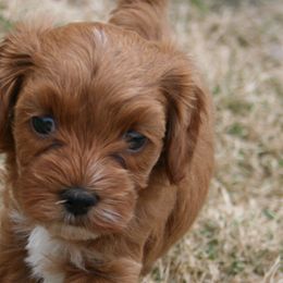Cavapoos from Liberty Hill Texas Cavapoos