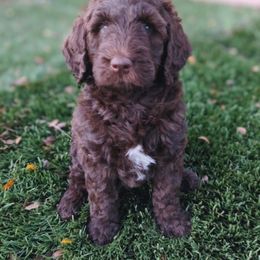 Aussiedoodle, Goldendoodle, and Poodle Puppies from Rebecca Creek Retrievers, LLC