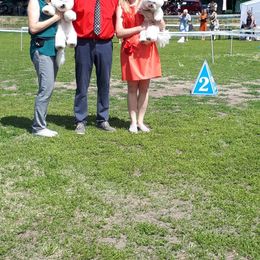 Bichon Frise and German Shepherd Puppies from Top Shepherd & French bulldog kennel