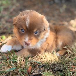 Ginger - Red tri-color female Australian Shepherd puppy in Oakridge, Oregon from Middle Fork Australian Shepherds