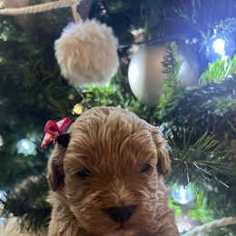 Cavapoo, Cockapoo, Goldendoodle, and Maltipoo Puppies from Perdue Puppies