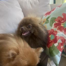 Cuddles - Pomeranian