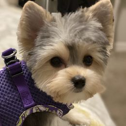 Sadie - Yorkshire Terrier
