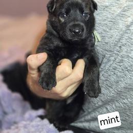 Mint Collar Female - Gold brindle female Dutch Shepherd puppy in Dallas, Georgia from Bluestone Creek Dutch Shepherds