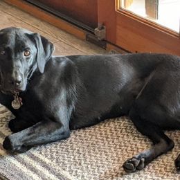 Labrador Retriever All Grown Up from Krista Lishman