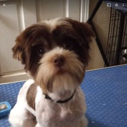 Cardi - Yorkshire Terrier