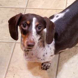 Lizzy - Dachshund