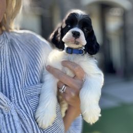 Blue collar - Black and white male Cocker Spaniel puppy in Bonsall, California from CuttinBlue Farms