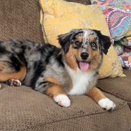 Vita - Blue merle female Miniature American Shepherd puppy in Groesbeck, Texas from Empire Miniature American Shepherds