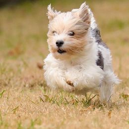 Biewer Terriers and Poodles from Classic Biewers
