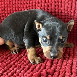 Rex - Black and rust male Miniature Pinscher puppy in Atoka, Oklahoma from Boggy Depot Cavaliers & Friends