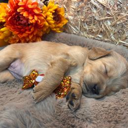 Grey - Golden female Golden Retriever puppy in Bonanza, Oregon from Gold 'N Dust Ranch