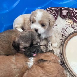 Lhasa Apso Puppies from Kai-ara Lhasa Apsos