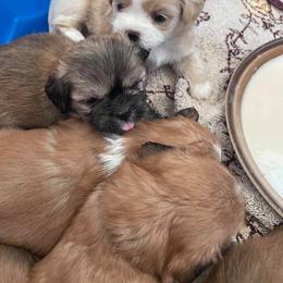 Lhasa Apso Puppies from Kai-ara Lhasa Apsos