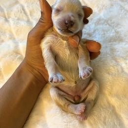 Uno - Wheaten female Miniature Schnauzer puppy in Menifee, California from Moonshine’s Minis