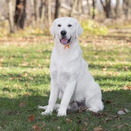 Mr Orange - Light golden Golden Retriever puppy in Sheridan, Indiana from Majestic Manor Goldens